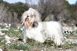 LHASSA APSO 053